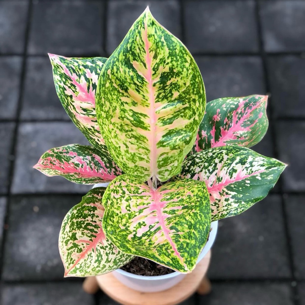 Aglonema Big Papa - Tanaman Hias Aglonema Big Papa - Tanaman Aglonema Big papa