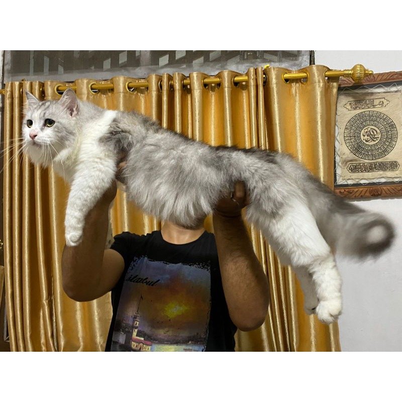 kucing maine coon /mainecoon jantan ped