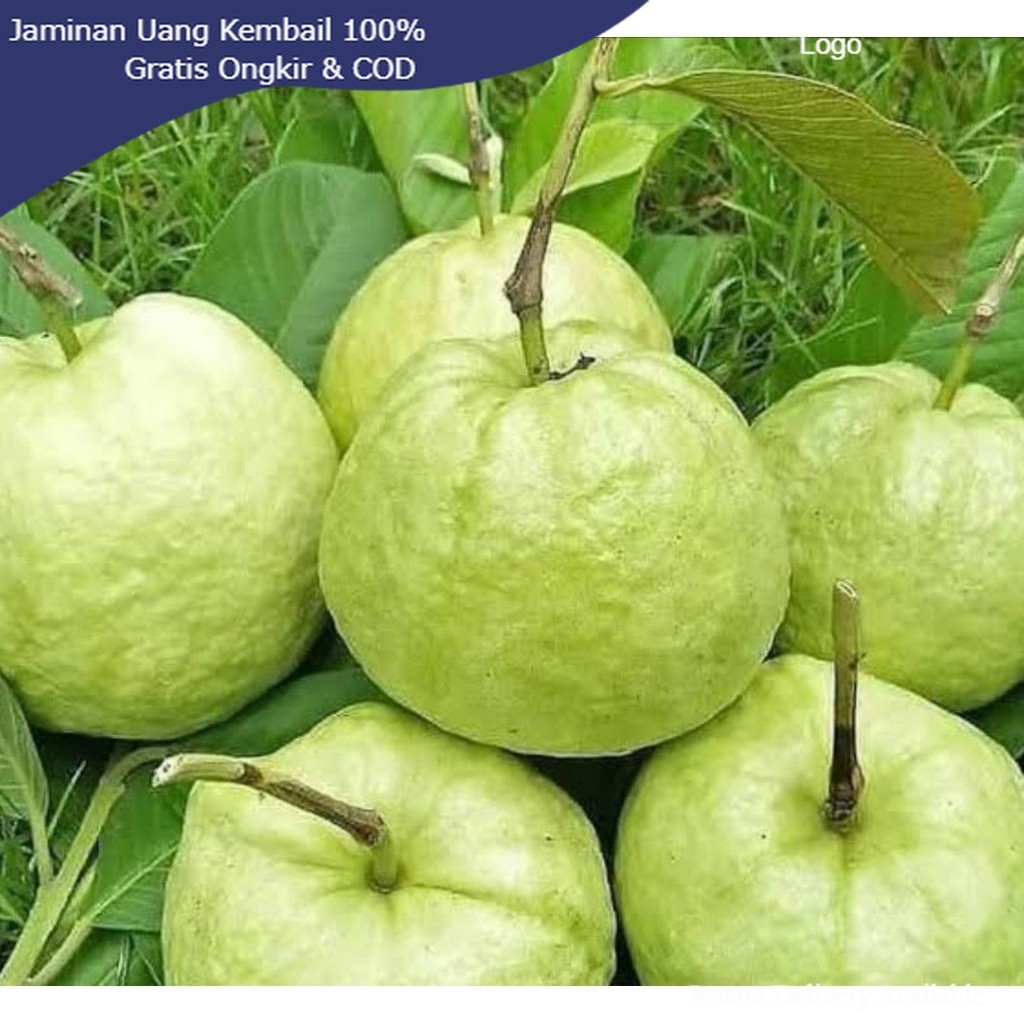 TERLARIS Jambu Kristal Asli Mulus Tanpa Biji 1kg