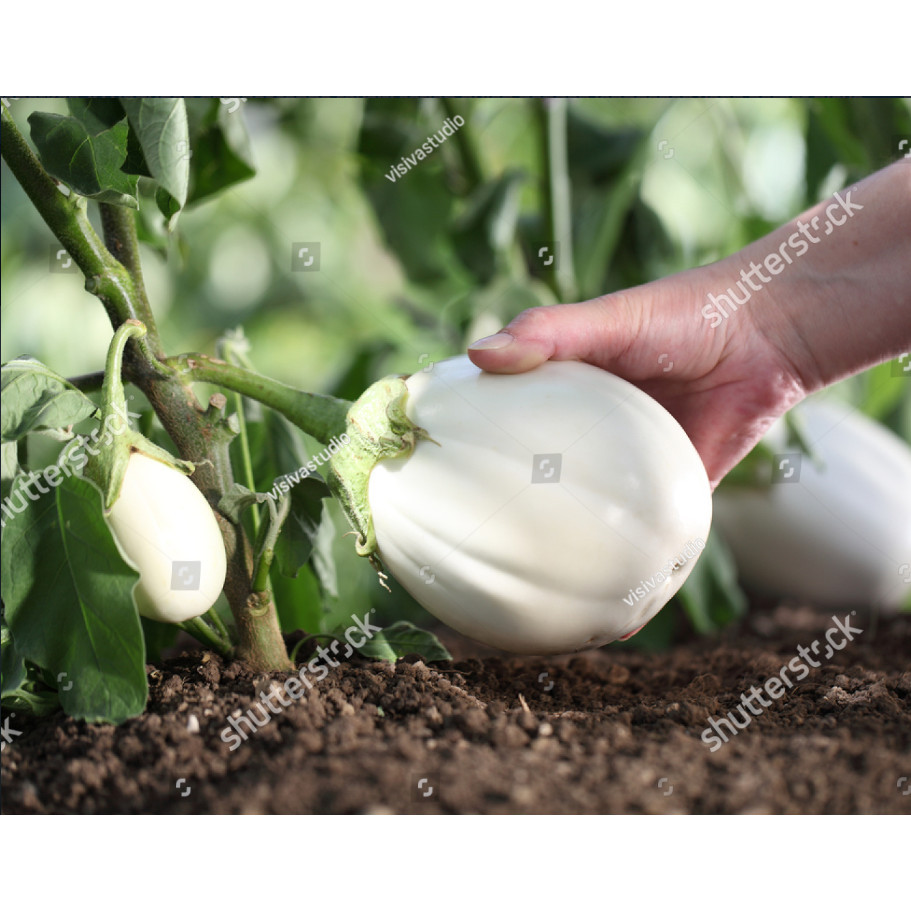 BDG bibit terong bulat putih