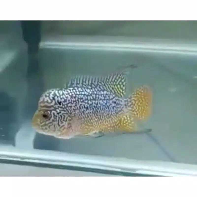 ikan lohan/louhan kamfa 3-5 cm murah F2 GEN ORI burayak // GARANSI ganti jika ikan mati