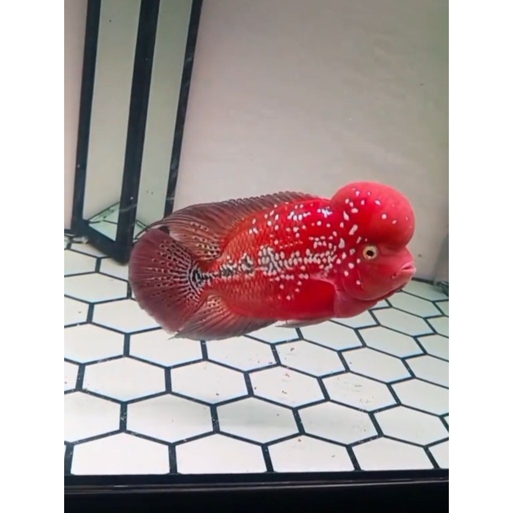 Burayak Ikan Louhan Kamfa V1 klasik Thailand Super Red vel