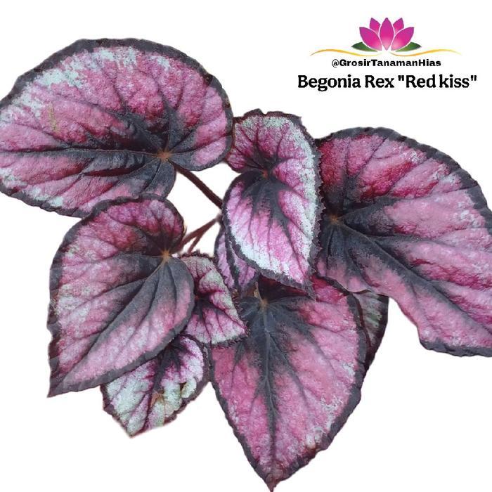 Tanaman Begonia Rex Red Kiss / Begonia Rex Tanggo