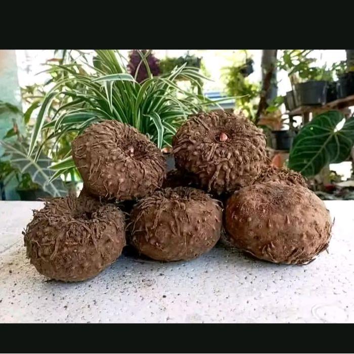 Ready stok Bibit Tanaman porang / bibit porang siap tanam / bibit porang super / bibit porang Umbi p