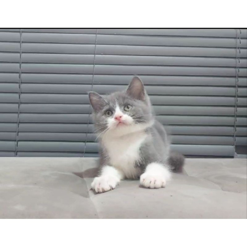 Kucing British Shorthair Bicolor Blue