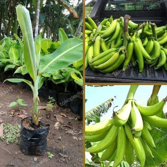 bibit pisang tanduk sukabumi unggulan madu alami203 ready ak