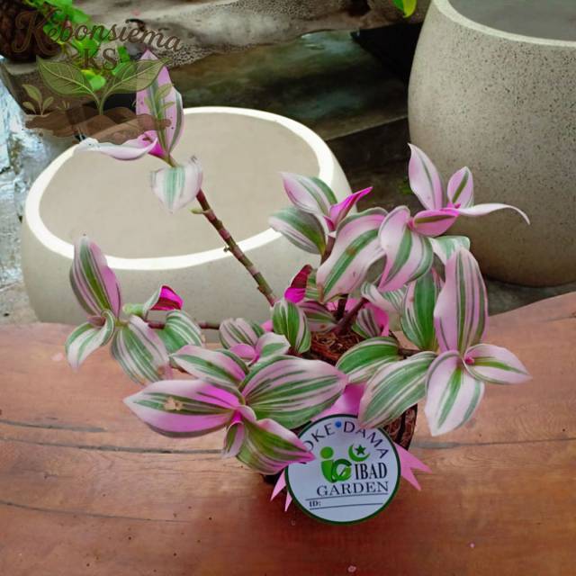 new... Tanaman hias kokedama Tradescantia nanouk RIMBUN | Jenis tanaman hias yang cocok di gantung d