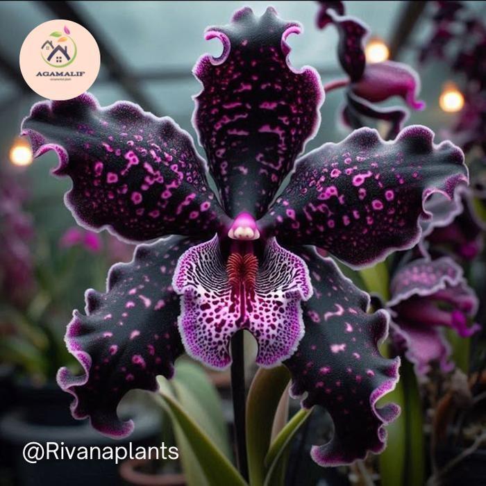 Anggrek Bulan import dewasa - Anggrek bulan bunga hitam pink - spike siap berbunga