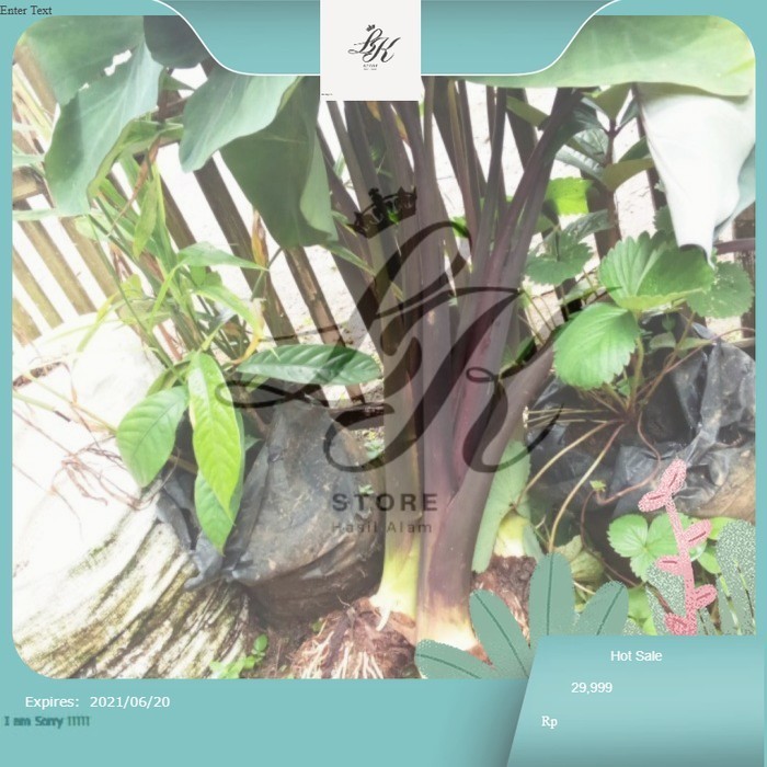 bibit talas ungu/lompong organik segar LK Store