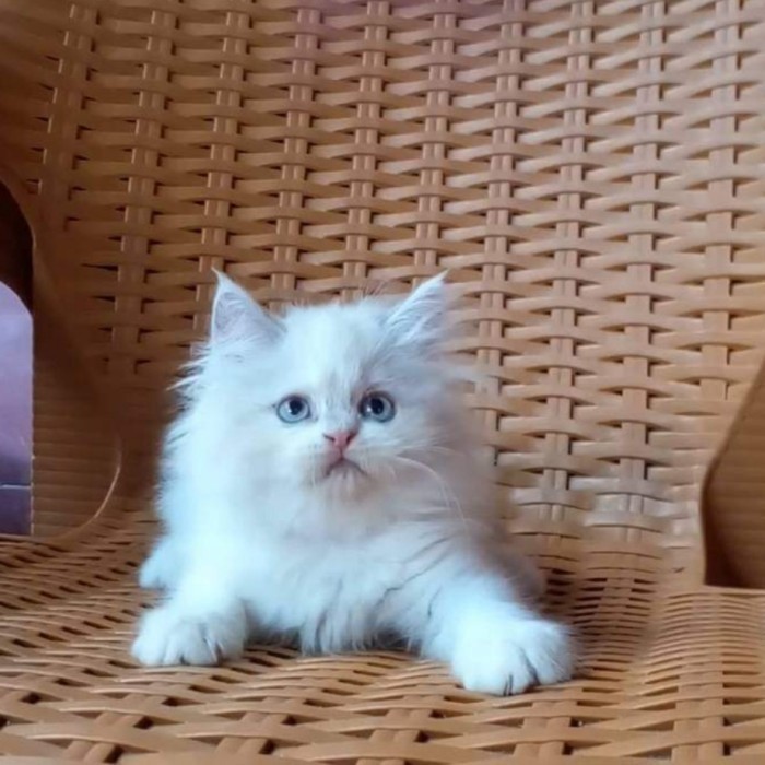 Kucing Persia Bigbone (JANTAN)