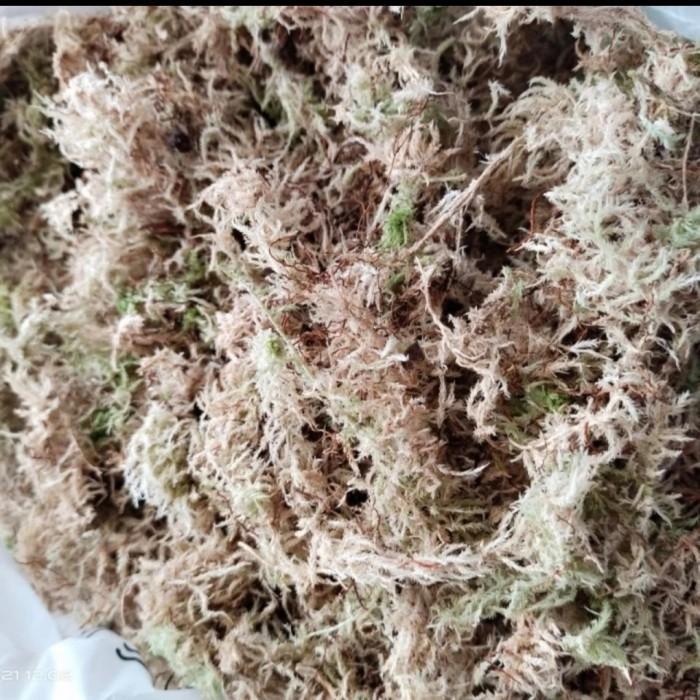 COD_ Spagnum moss, moss putih lokal murah, media tanam moss 100 gram - Putih - Putih (PANGPUNG ALAM)