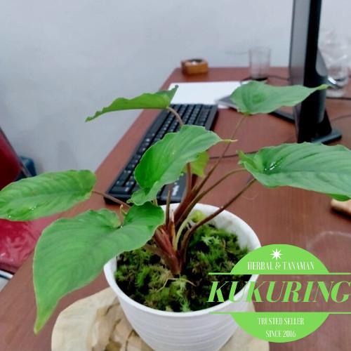 >COD_ Mini homalomena hijau batang merah tanaman hias cocok untuk indor (Pangpung Alam)
