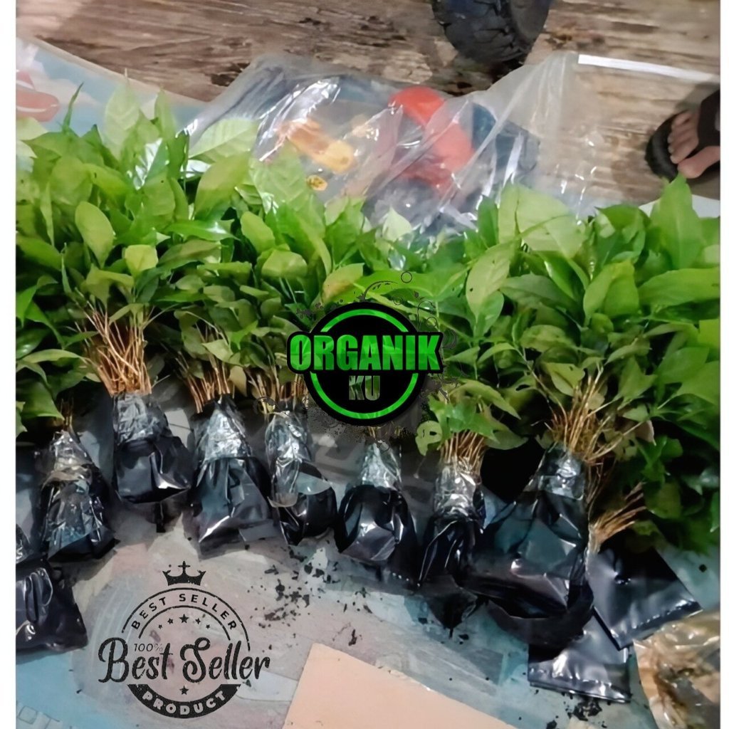 Terbaik Bibit kopi robusta unggul murah berkualitas
