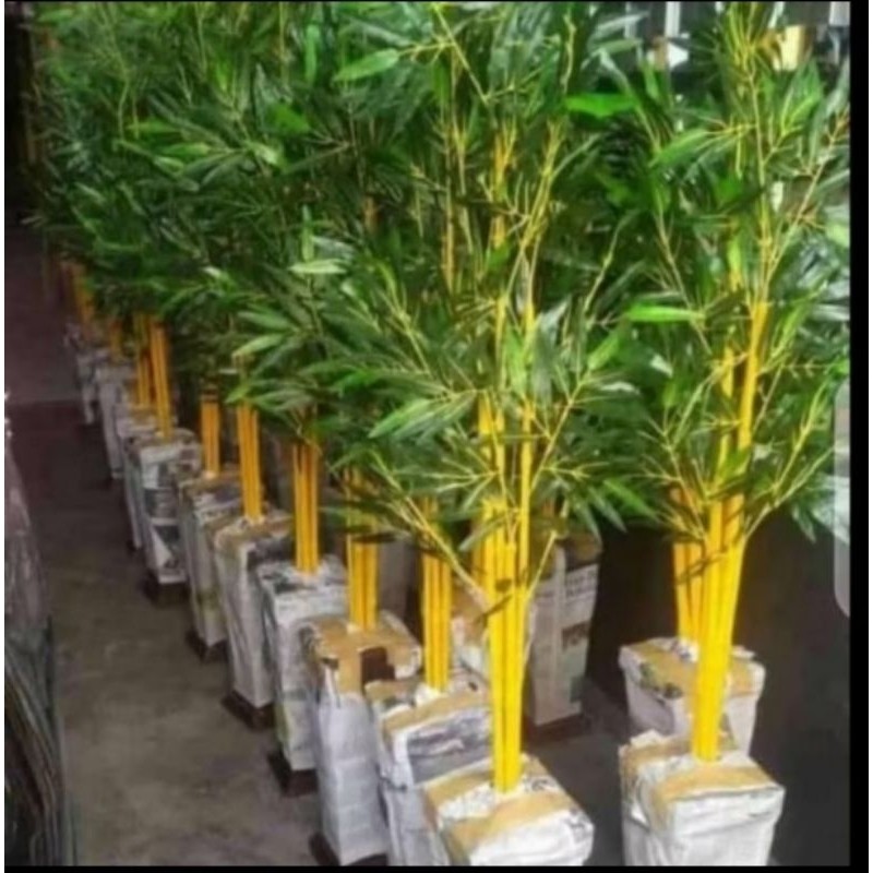 Bambu kuning super Bambu kuning panjang 40 cm