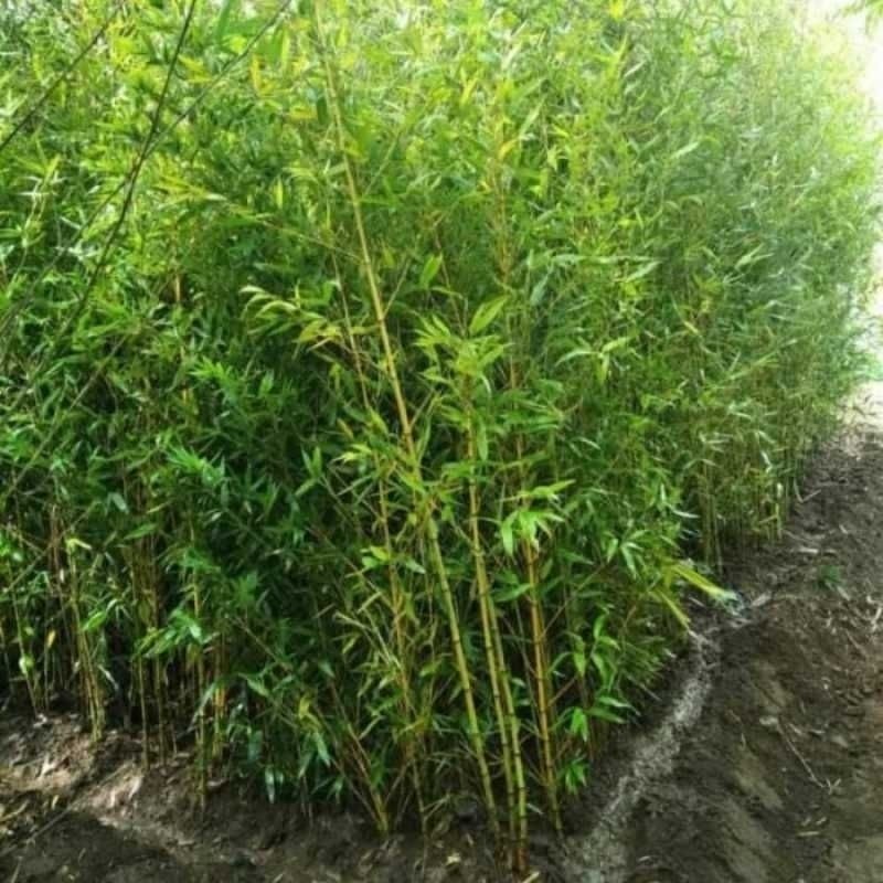 Bibit bambu jepang Bibit bambu jepang bambu mini outdoor pagar rumah DM