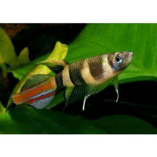 hiasan roket annulatus / Goby bumble bee- hiasan cantik aquarium aquascape ( AKARA )