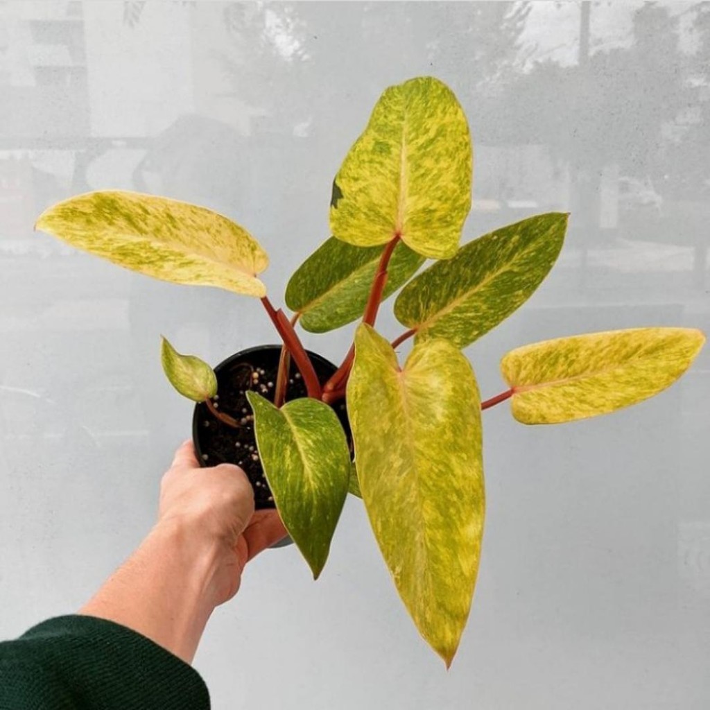 Tanaman hias Philodendron painted lady - Philodendron painted lady