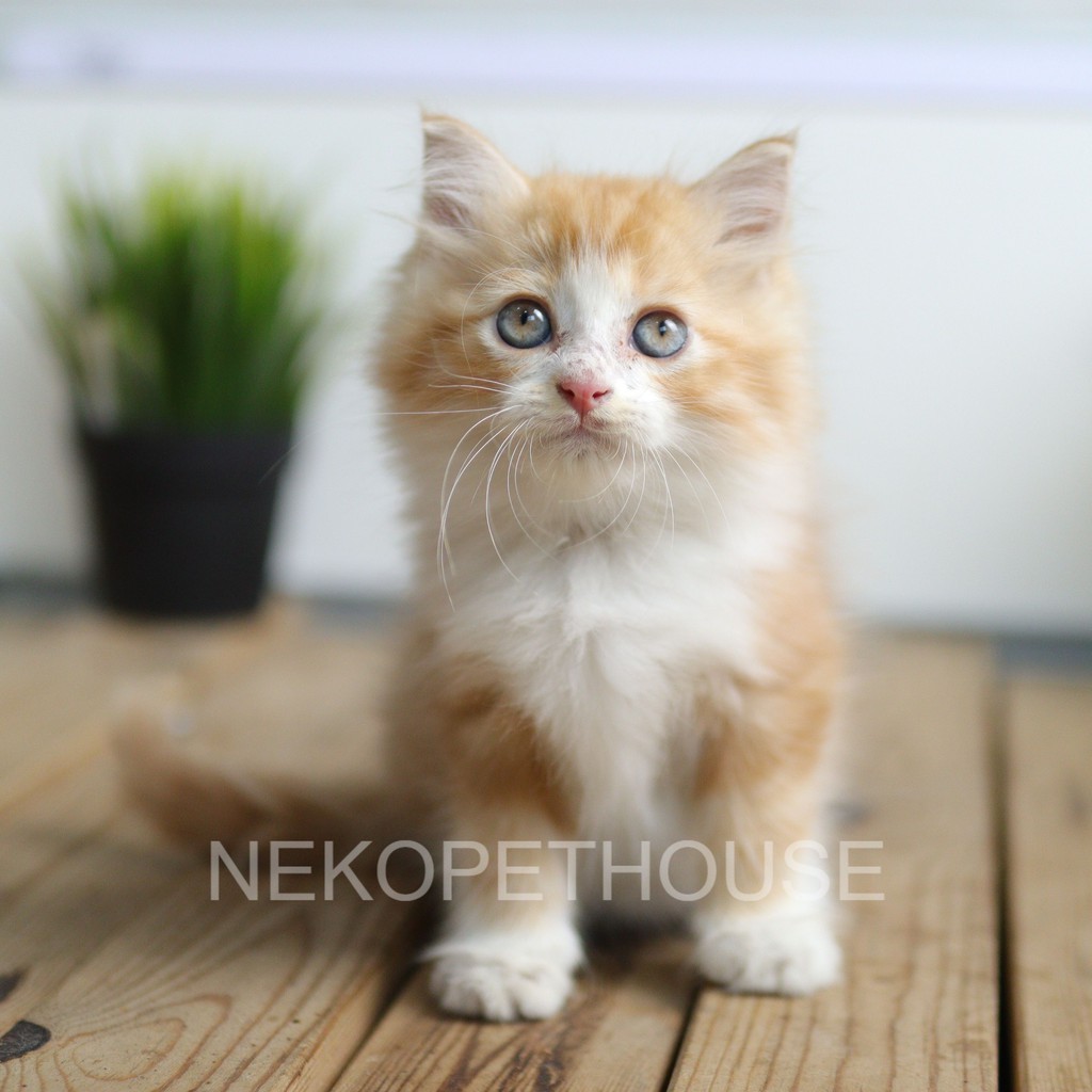 Kucing Kitten Persia Bigbone Oren Lincah 2.5 Bulan