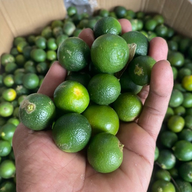 BUAH JERUK SONKIT / JERUK KIETNA / LEMON CUI / JERUK KASTURI