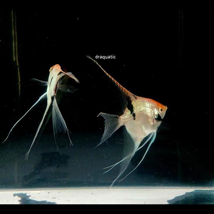 IKAN HIAS MANFISH TRICOLOR | 3 COLOR  HIAS AIR TAWAR