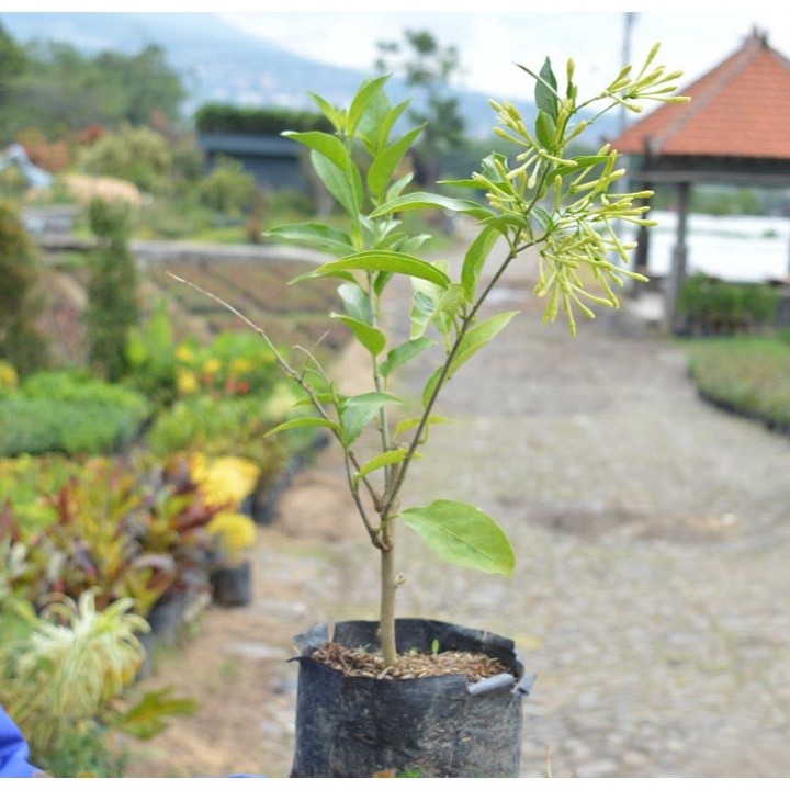 Pohon Cempaka Putih Arumdalu | Bunga Putih Harum Semerbak | Bibit Unggul