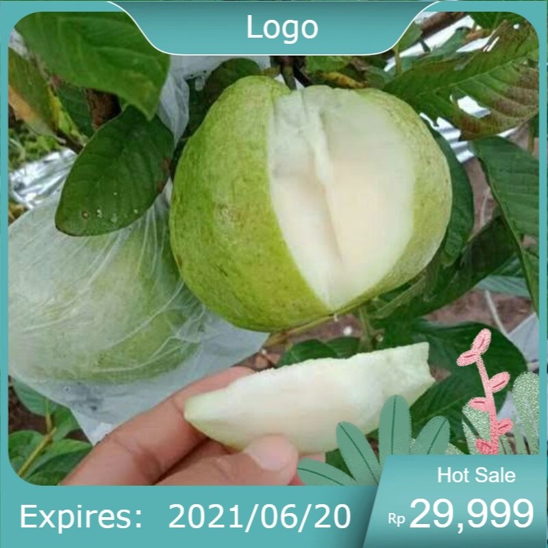 Bibit Jambu Siumik Pala Jumbo Okulasi Cepat Berbuah
