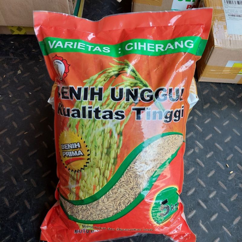 BENIH PADI CIHERANG SHS BENIH PRIMA SANG HYANG SERI BENIH PADI UNGGUL KUALITAS TINGGI