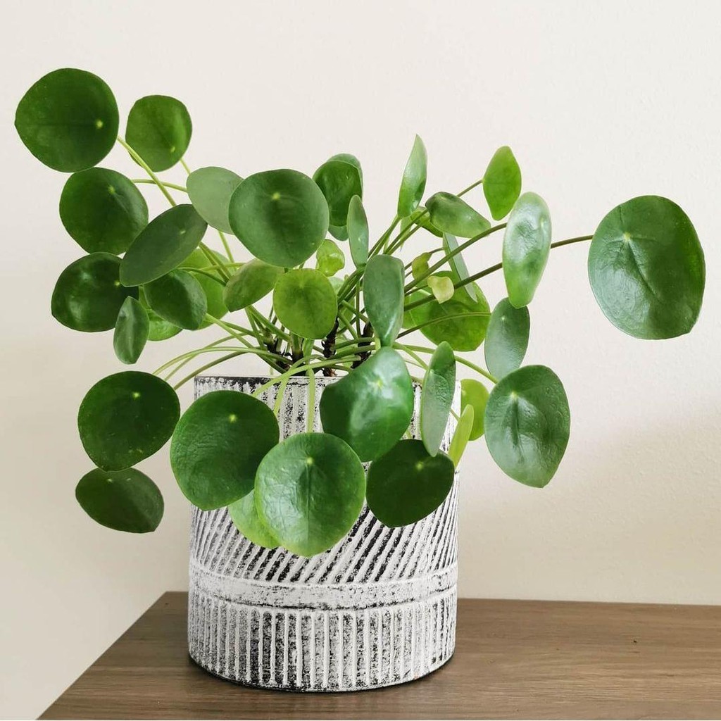 Tanaman hias Chinese money plant/Peperomia pilea - Pilea Peperomia