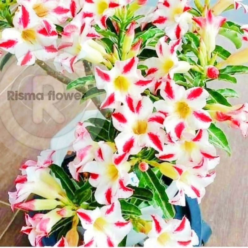 adenium super Tanaman hias pohon adenium tumpuk bonsai cabang seribu / bunga Kamboja Jepang tumpuk t