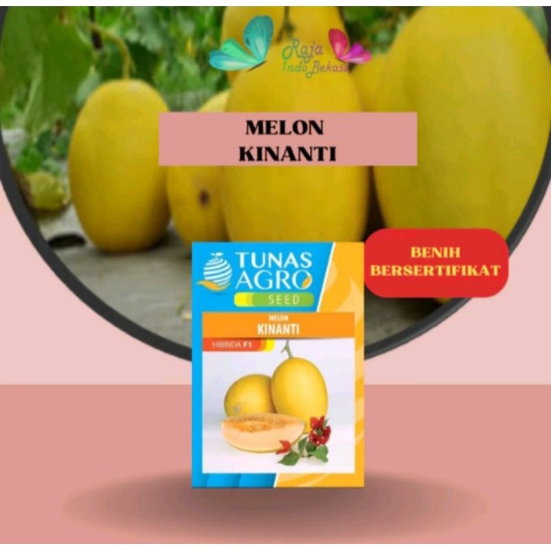 10 Biji Benih Melon Kinanti F1 Original
