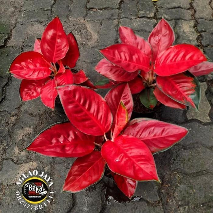 paket 3 bonggol aglonema suksom