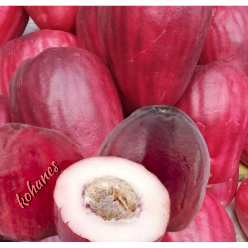 JAMBU BOL JAMAIKA FRESH MANIS ( 1 KG - 5-6 BUAH )HRP CHAT DAHULU