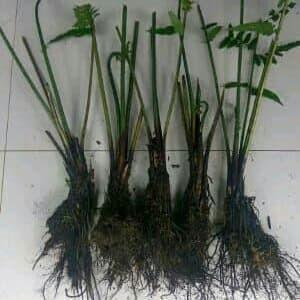 paket 10 bibit pakis sayur unggul COD