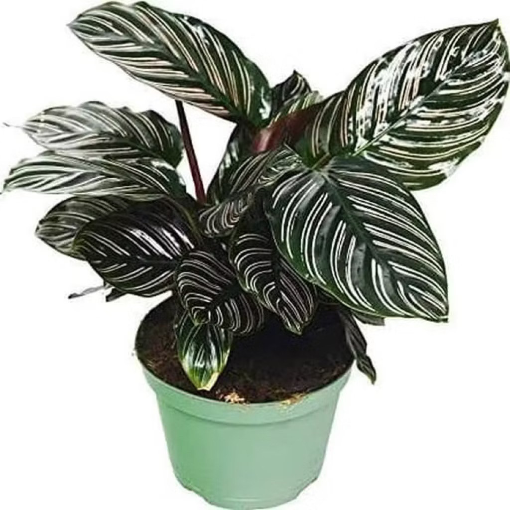 (GRATIS ONGKIR JABODETABEK)- Tanaman Hias Calathea - Calathea Ornata - Meranti - Kalatea Ornata Term