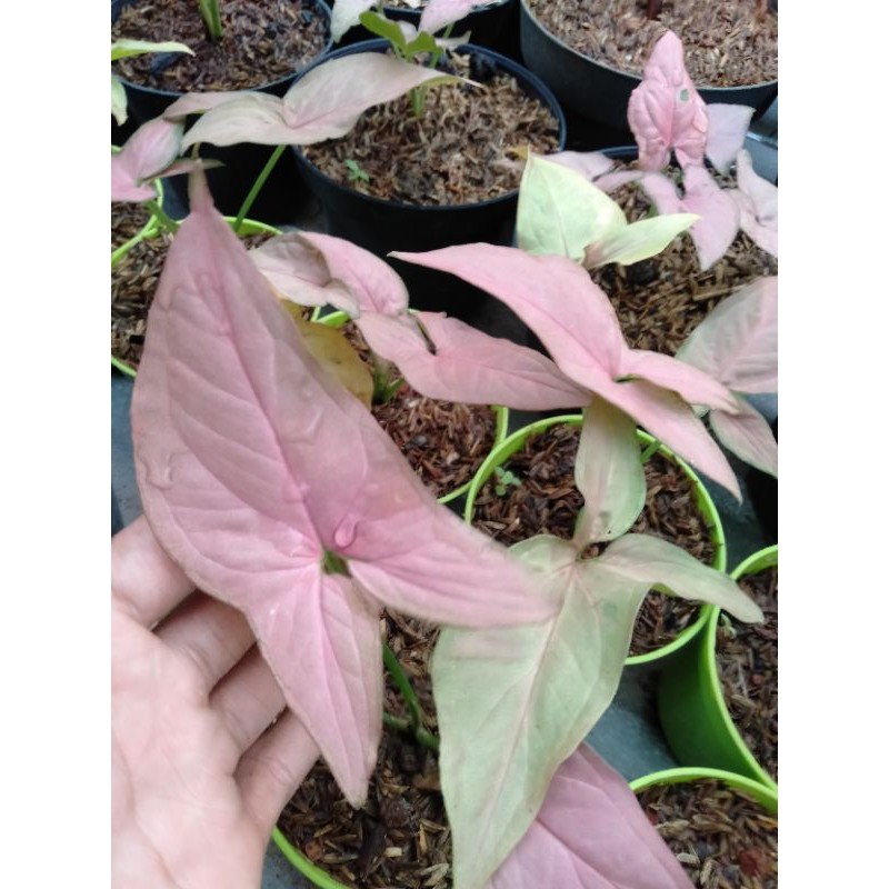 pohon Singonium Pink/Singonium daun ping/merah jambu/tanaman hias