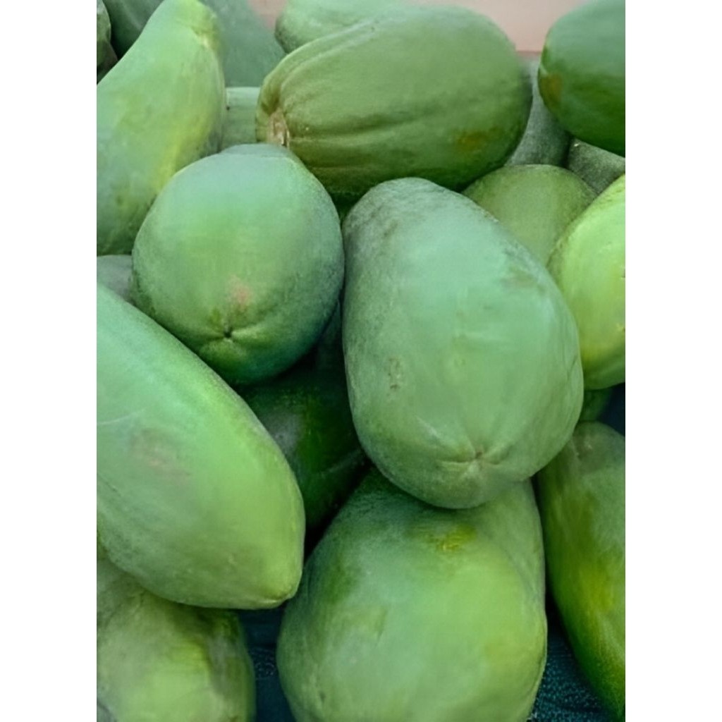 1 KG Pepaya Muda Segar | Pepaya Mentah untuk Sayur Asin Manis & Rujak