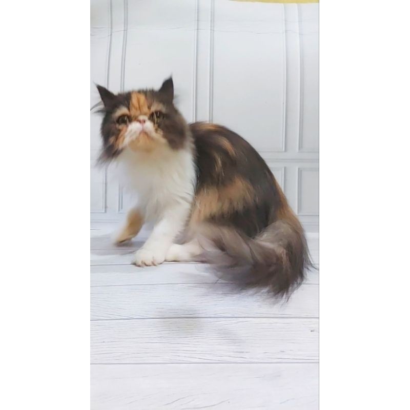 KUCING KITTEN PERSIA PEAKNOSE SEHAT KUCING GEMBUL LUCU BETINA WARNA CALICO 3 WARNA USIA 5 BULAN BULU