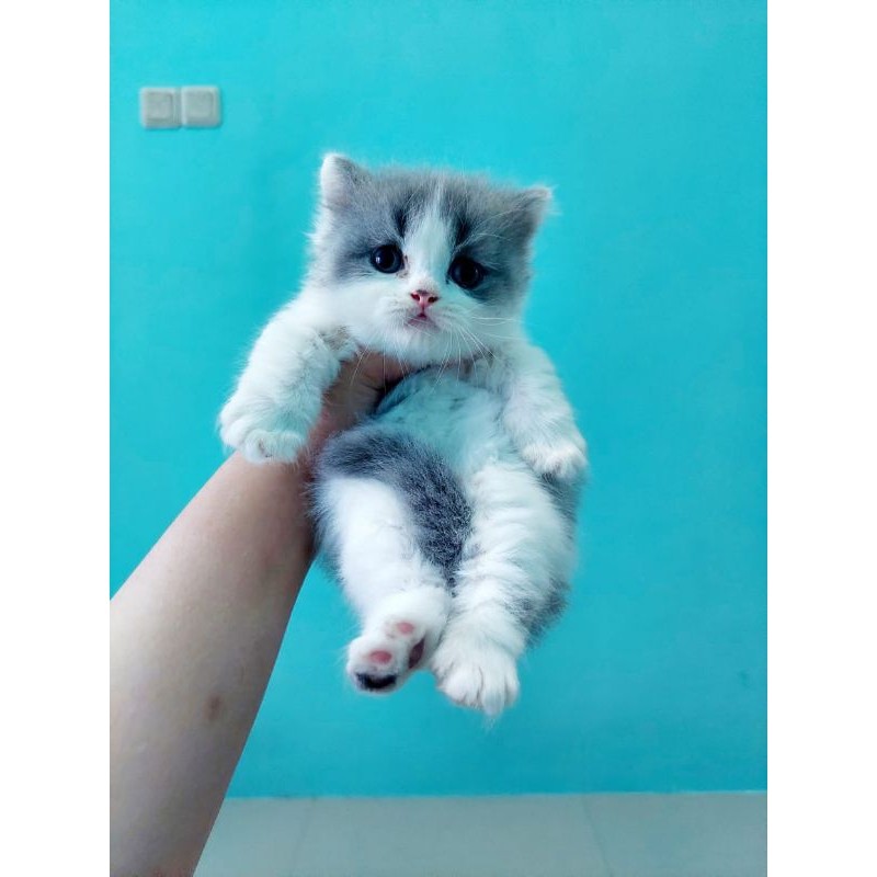 Kucing Munchkin BSH