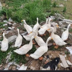 bebek peking fresh hidup unggas PROMO