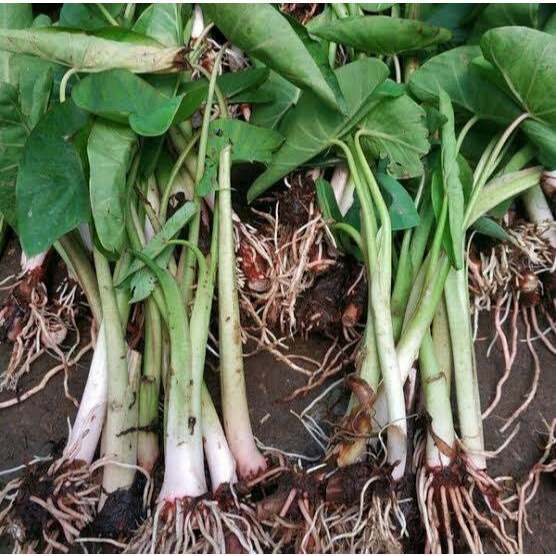 bibit talas bogor bibit talas pulen isi 10