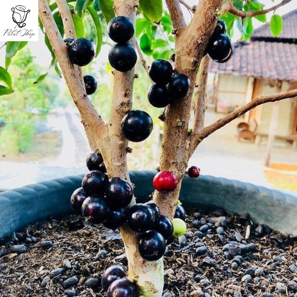 Tanaman Hias Pohon Anggur Brazil Siap Berbuah/Pohon Anggur Brazil Rimbun Siap Tanam