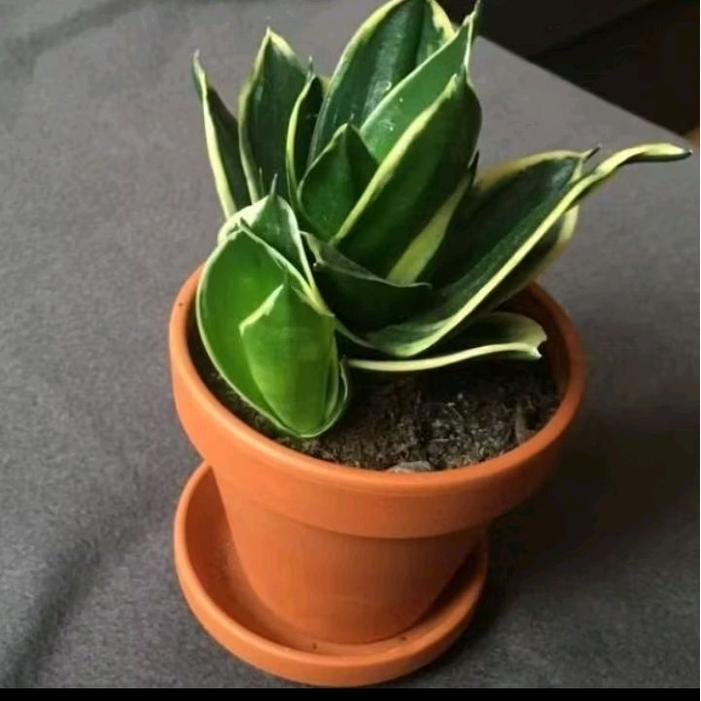 Sansevieria pagoda hijau strip kuning / sensivera mini / lidah mertua pagoda /lidah mertua mini