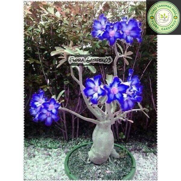 (BISA COD) Bibit bunga hidup Kamboja Jepang/adenium godji /Bonsai Bluewhite