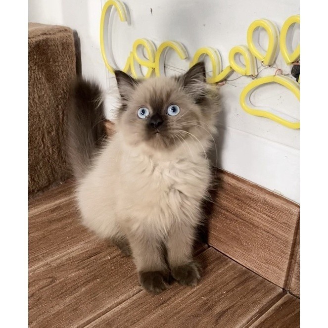 kucing persia himalayan jantan