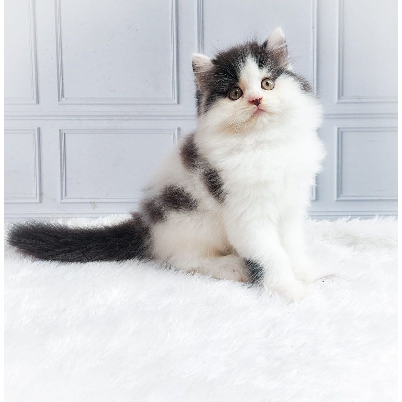 kucing persia Kitten/munchkin/BSH