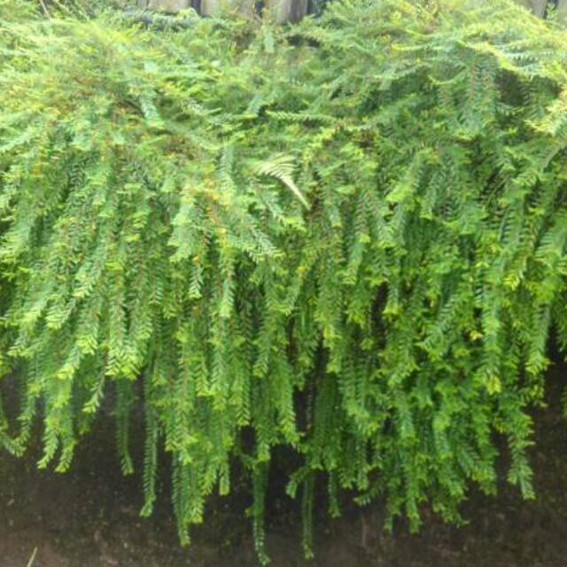 Tanaman Hias Cendrawasih - Tanaman Cendrawasih