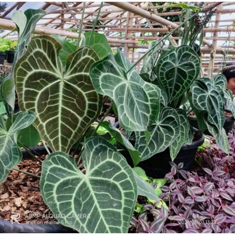 MURAH 2Bibit/Biji Antorium Kuping Gajah Tarantula ORI...