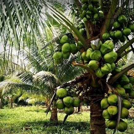 benih kelapa hibrida berkualitas - genjah entok