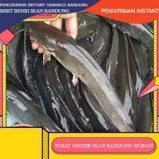 Lele konsumsi  segar sudah di bersihkan 1KG GROSIR BANDUNG grosir bdg instant BDG