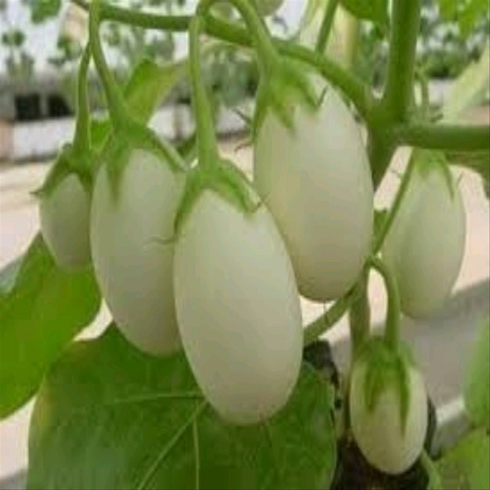 30 BENIH BIJI TERONG LALAP PUTIH -MGS